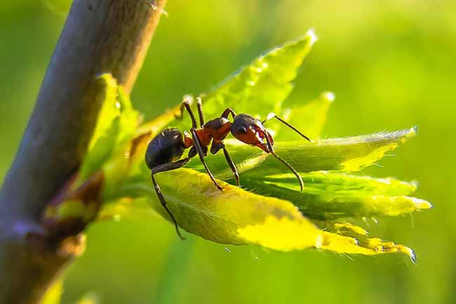 Борьба с муравьями: профессиональные и народные средства