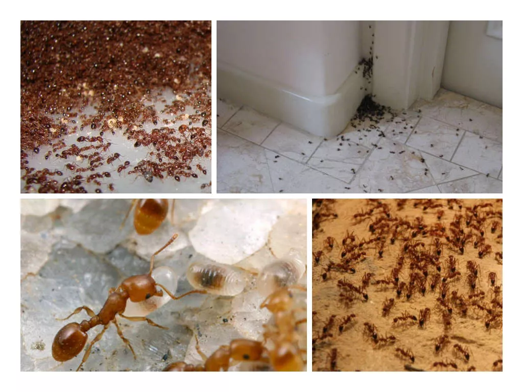 Борьба с муравьями: профессиональные и народные средства