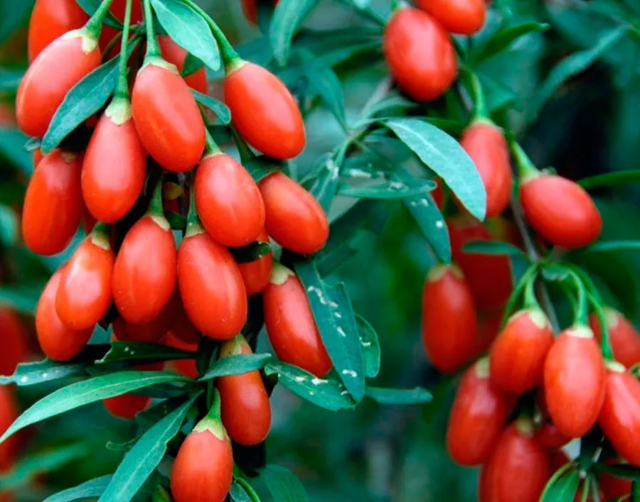 Как вырастить ягоды годжи - полезные плоды