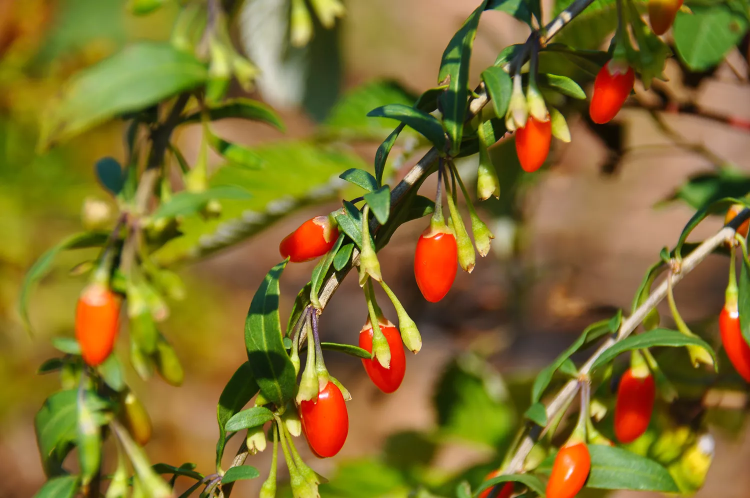 Как вырастить ягоды годжи - полезные плоды