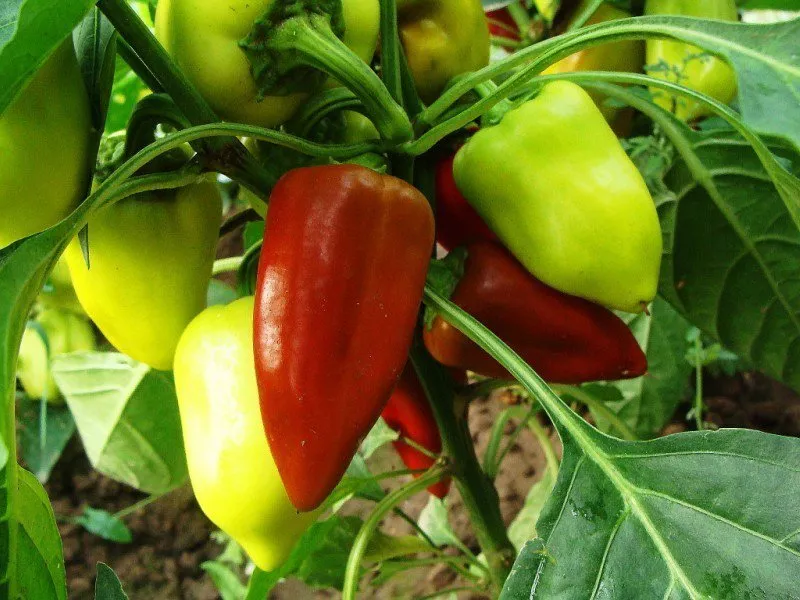Сладкий перец: особенности посадки и выращивания