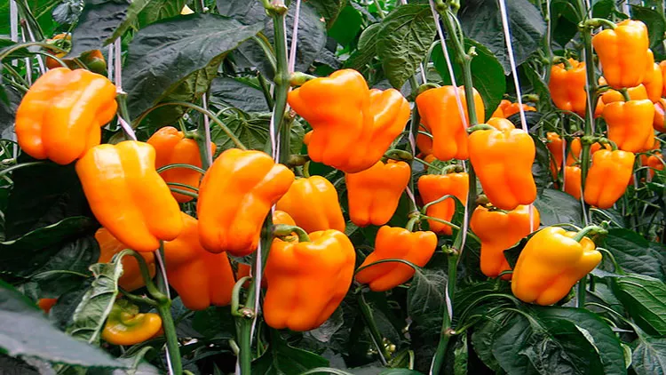 Сладкий перец: особенности посадки и выращивания