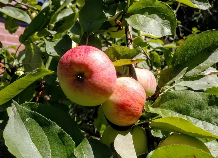 Любимица дачников – яблоня Грушовка