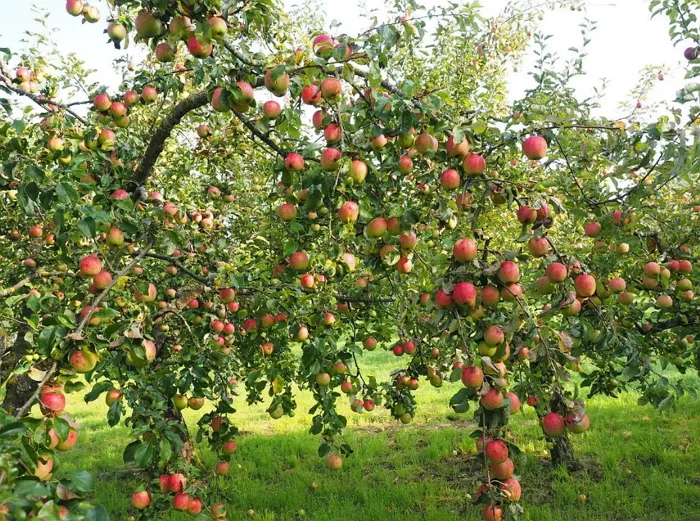 Любимица дачников – яблоня Грушовка