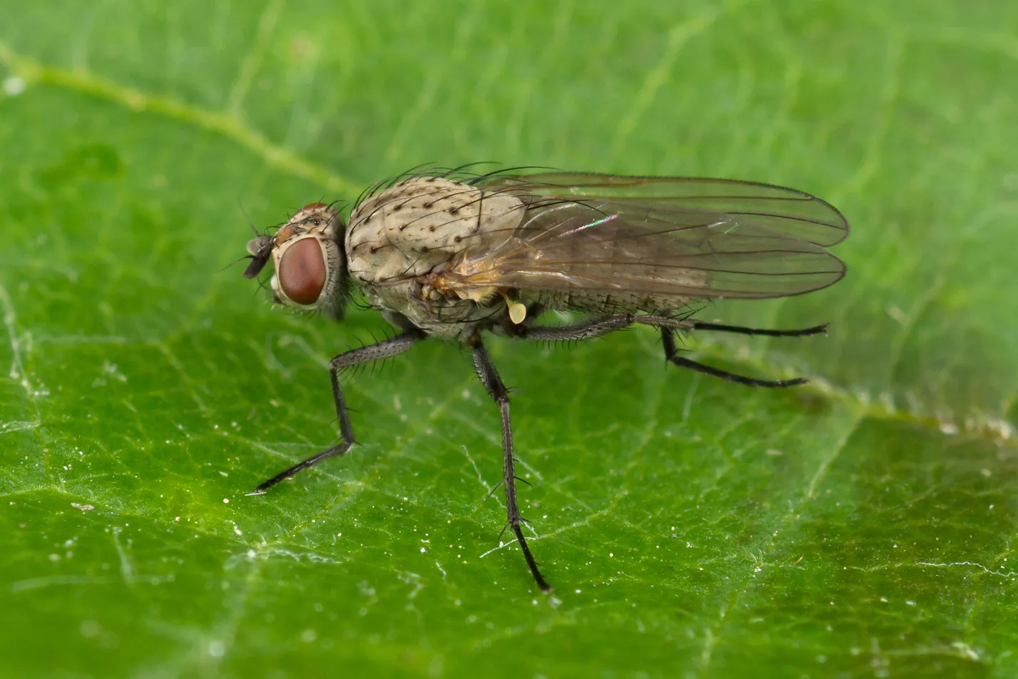 Борьба с луковой мухой на грядках, средства, методы и способы