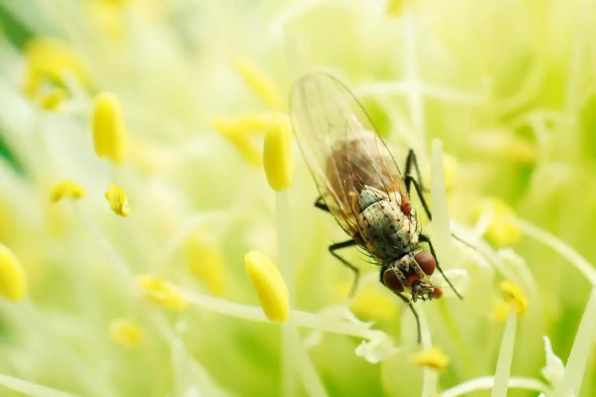 Борьба с луковой мухой на грядках, средства, методы и способы