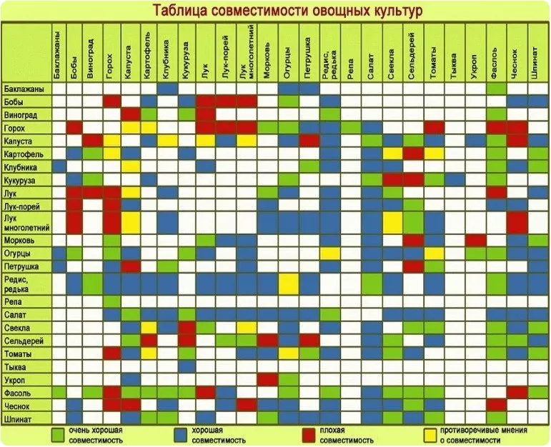 Таблица совместимости растений в саду. Правила посадки