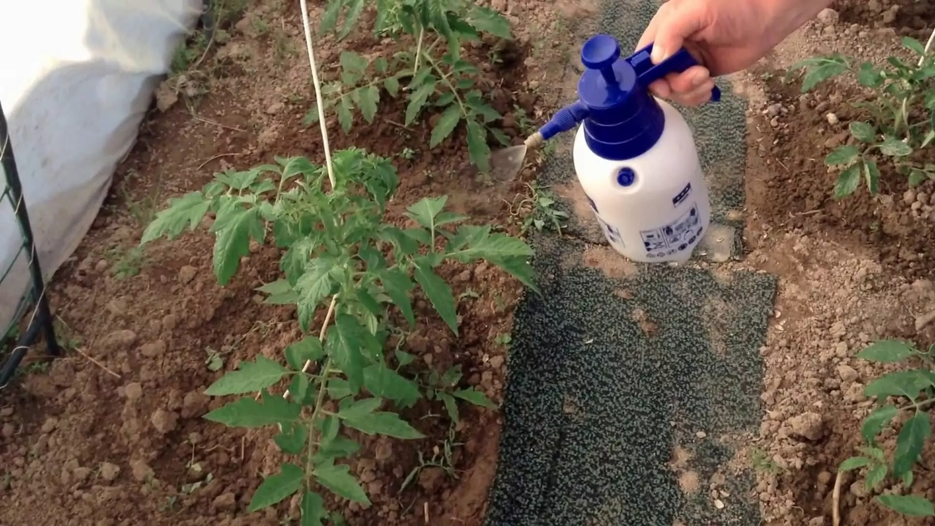 Методы применения марганцовки для сада и огорода