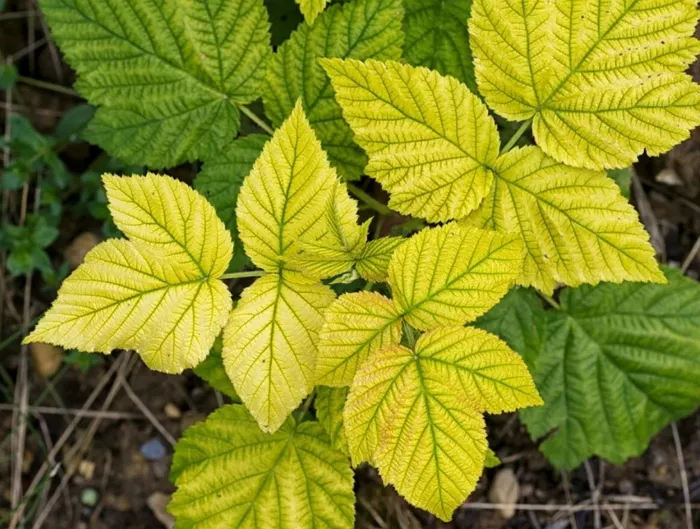 Хлороз листьев - лечение и профилактика