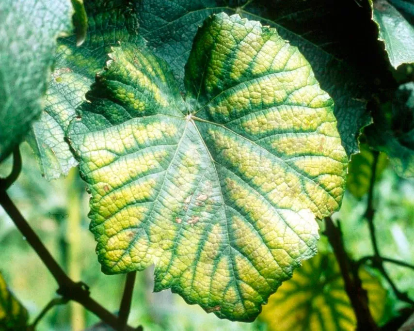 Хлороз листьев - лечение и профилактика
