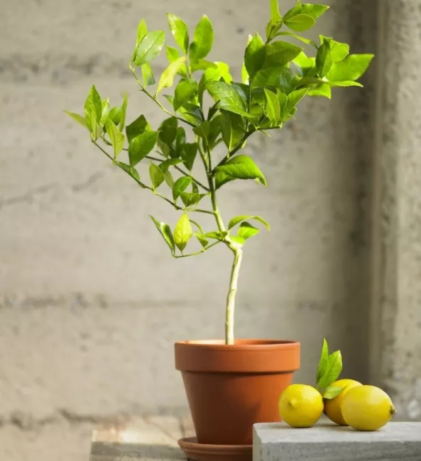 Лимон в домашних условиях: выращивание из косточки и черенками