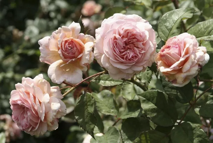 Роза кимоно флорибунда и особенности ухода за ней