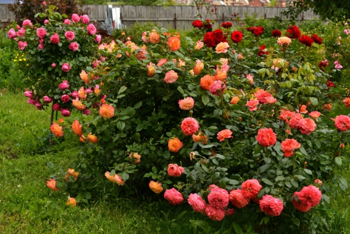 Роза Леди оф Шалот - одна из лучших среди роз