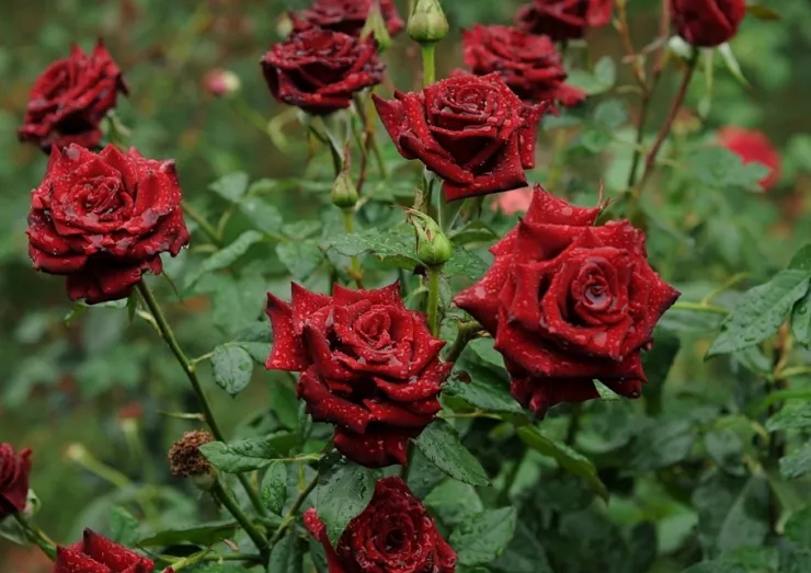 Посадка и уход за садовыми розами: памятка начинающим садоводам