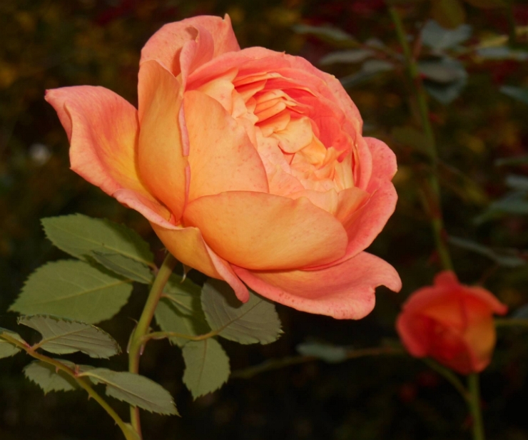 Файр леди роза фото и описание