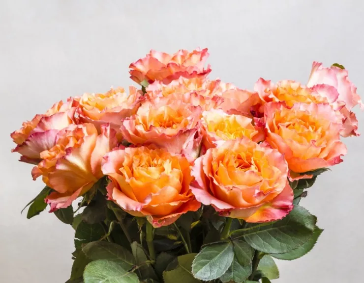 Неприхотливая красавица роза Черри Бренди