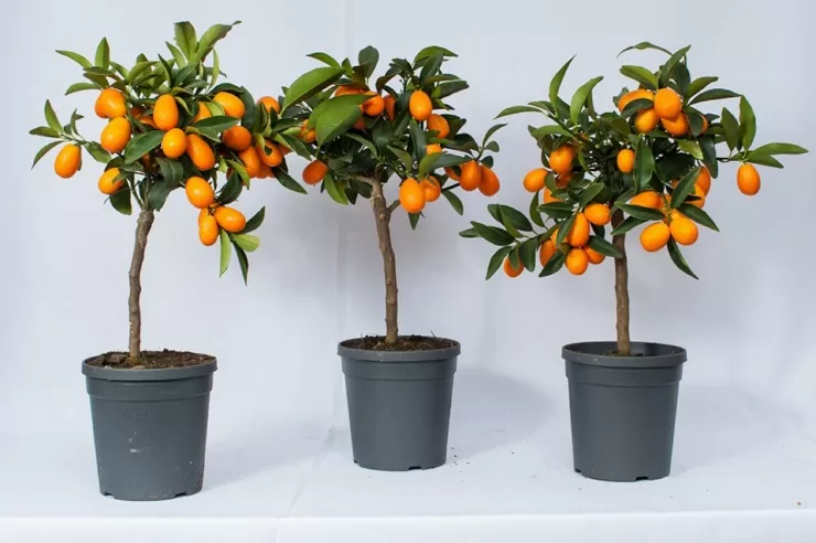 «Золотой апельсин» или Кумкват — секреты выращивания в домашних условиях