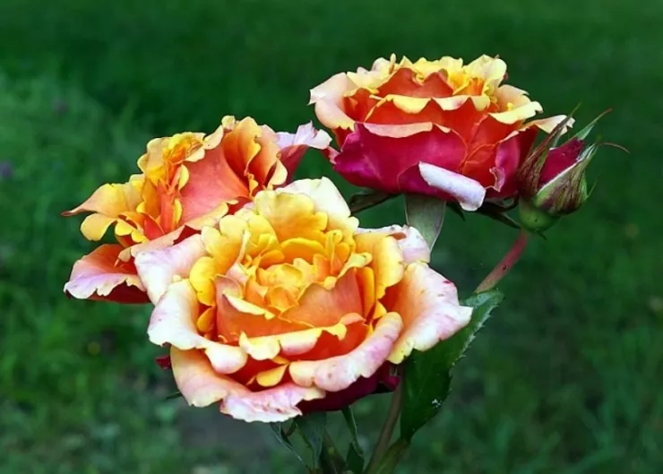 Неприхотливая красавица роза Черри Бренди