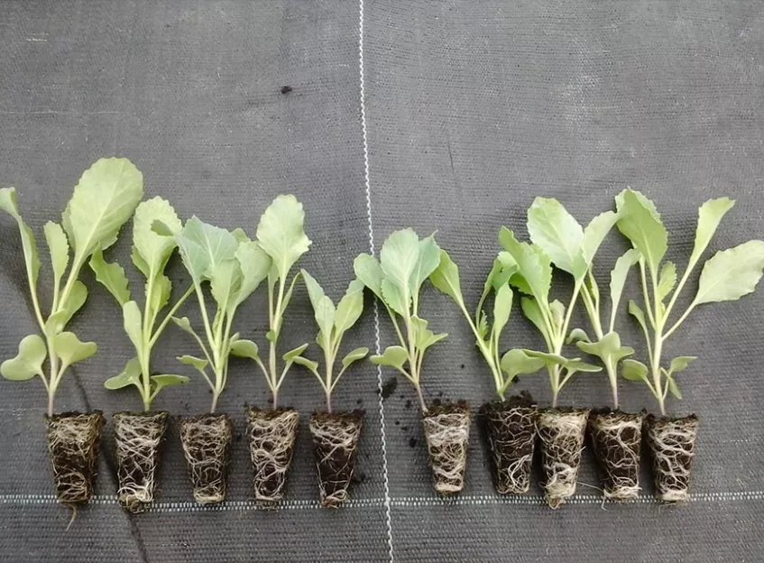 Секреты выращивания пекинской капусты: как посадить чтоб получить хороший урожай
