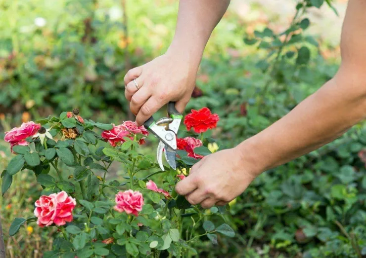 Цветет, красива и пышна: все о выращивании чайной розы