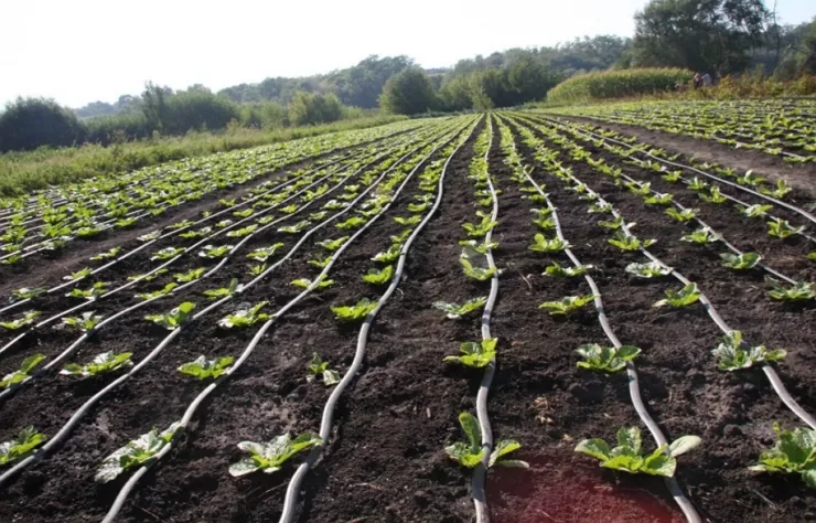 Секреты выращивания пекинской капусты: как посадить чтоб получить хороший урожай
