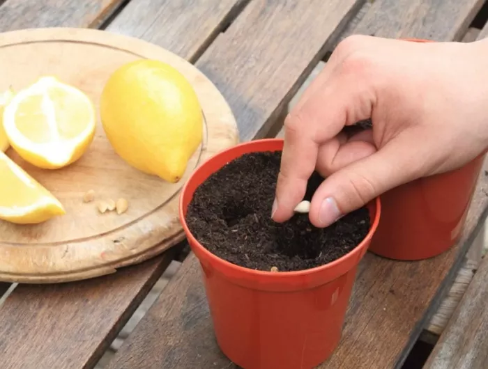 Лимон в домашних условиях: выращивание из косточки и черенками