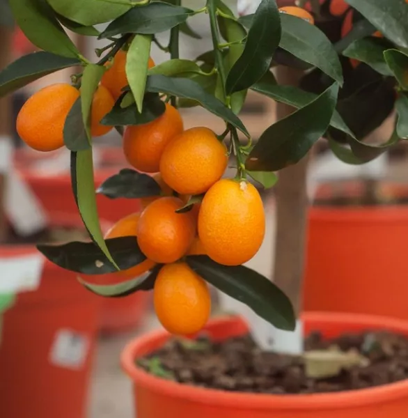 «Золотой апельсин» или Кумкват — секреты выращивания в домашних условиях