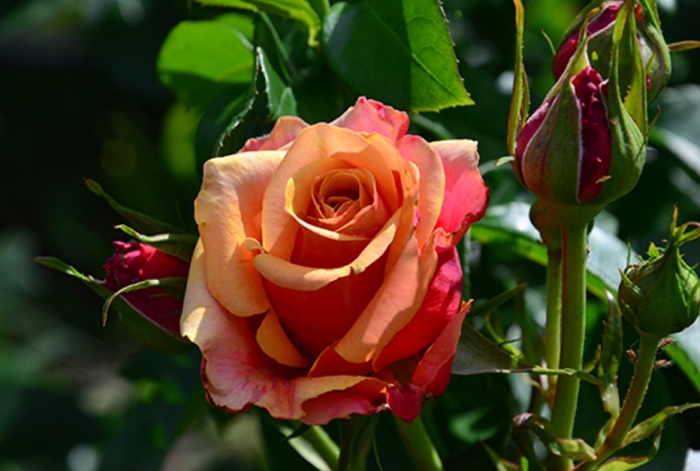Фото розы черри бренди фото и описание
