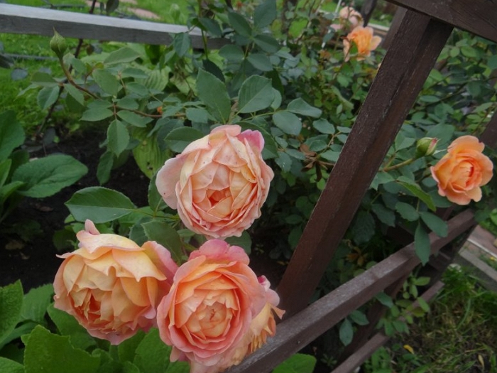 Английская роза леди оф шалот фото