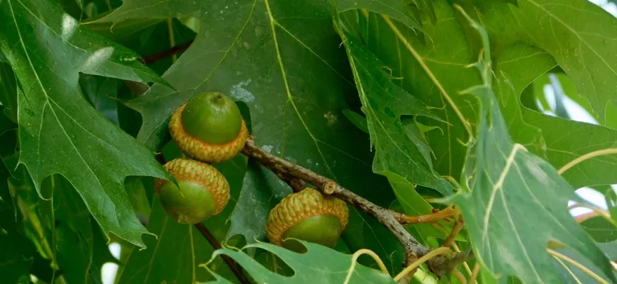 Величественный дуб: разновидности и особенности выращивания