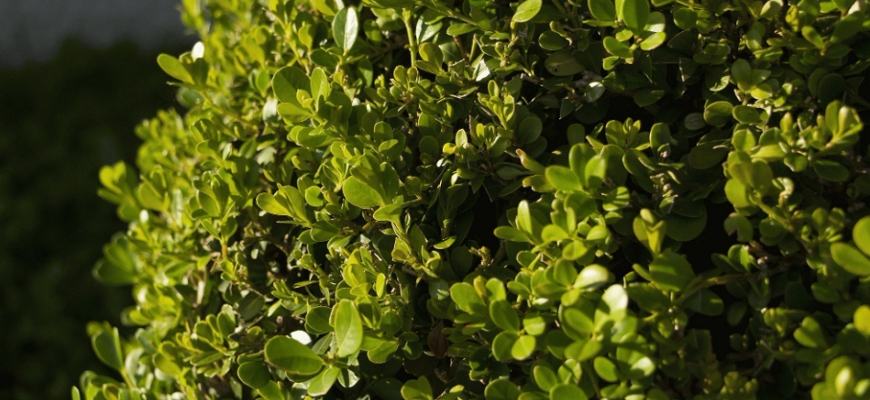 Секреты ухода и выращивания вечнозелёного самшита