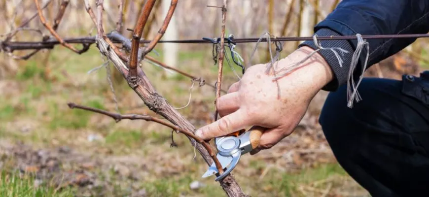 Когда и как правильно обрезать виноград весной?