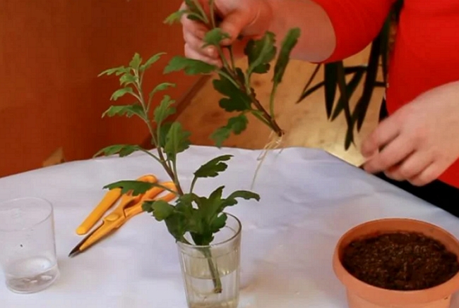 Выращивание хризантемы в горшке — что надо знать?