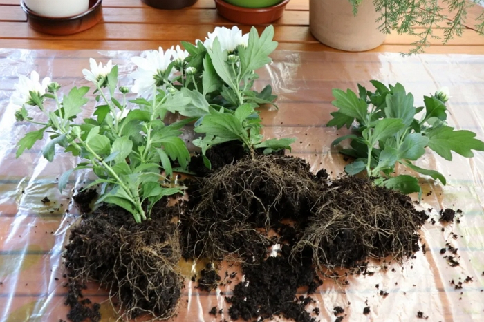 Выращивание хризантемы в горшке — что надо знать?