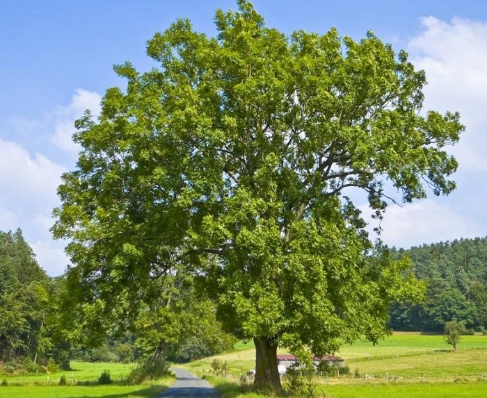 Деревья нижегородской области фото и названия
