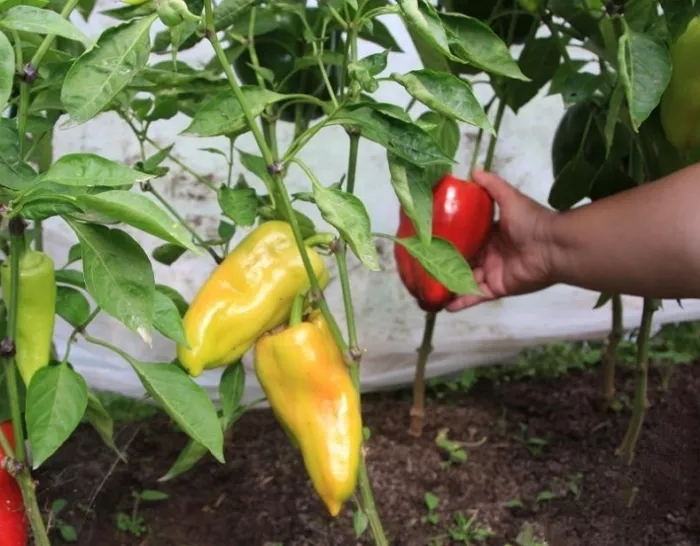 Как вырастить урожай перца Клаудио F1 – советы садоводов