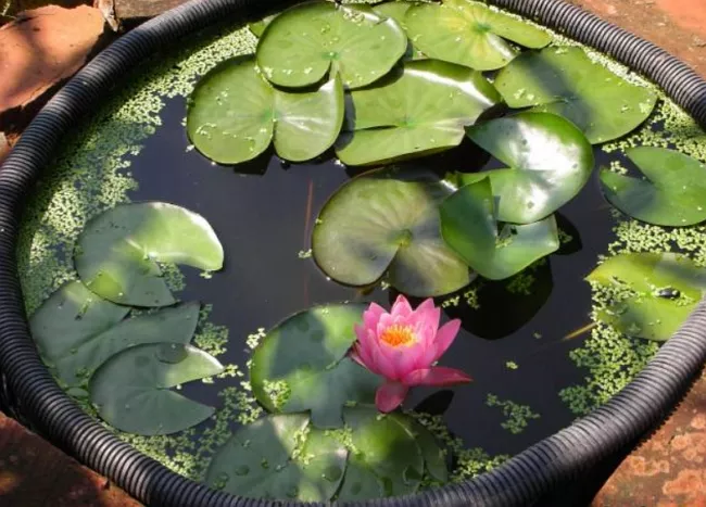 Лотос – священный цветок в садовом пруду