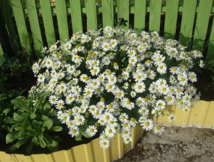 Как посадить ромашку: нежный и солнечный цветок