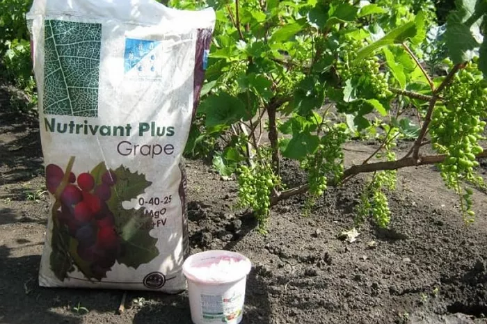 Как вырастить виноград – правила посадки и ухода