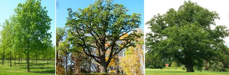 Величественный дуб: разновидности и особенности выращивания