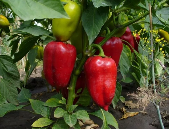 Как вырастить урожай перца Клаудио F1 – советы садоводов