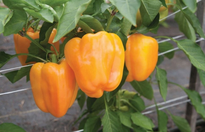 Оранжевое чудо – перец с плодами цвета солнца