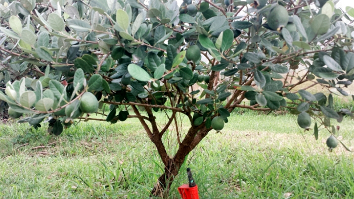 Фейхоа – реально ли вырастить южное дерево