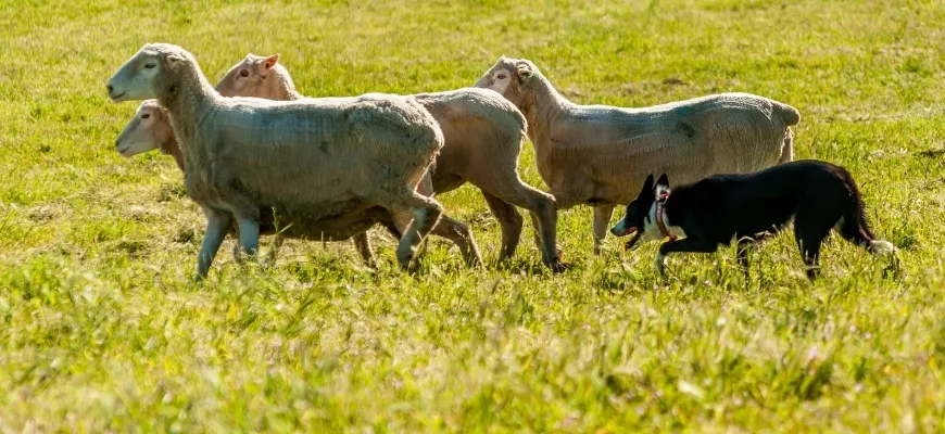 Разведение овец для начинающих