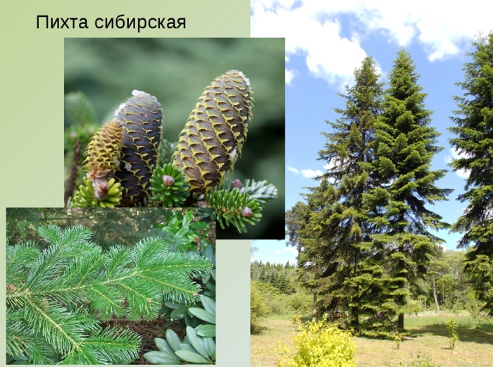 Пихта сибирская: фото и описание дерева, сорта и способ посадки
