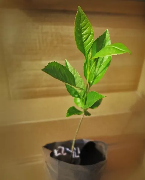 Ясень – что это за дерево и как правильно его выращивать?