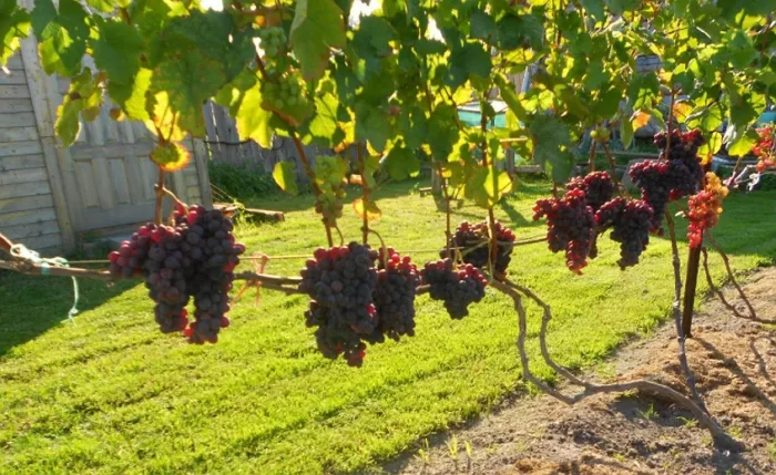Как вырастить виноград – правила посадки и ухода
