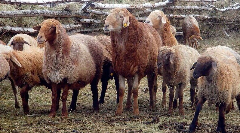 Эдильбаевские овцы