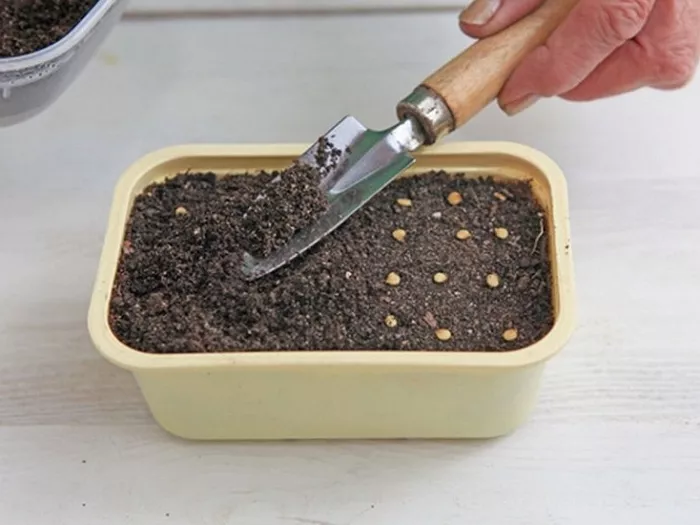 Как нужно правильно сажать перец на рассаду