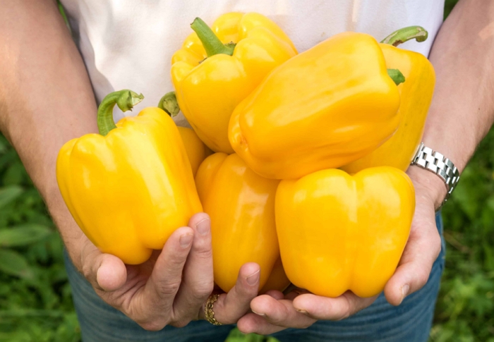 Jasná a chutná sladká paprika 